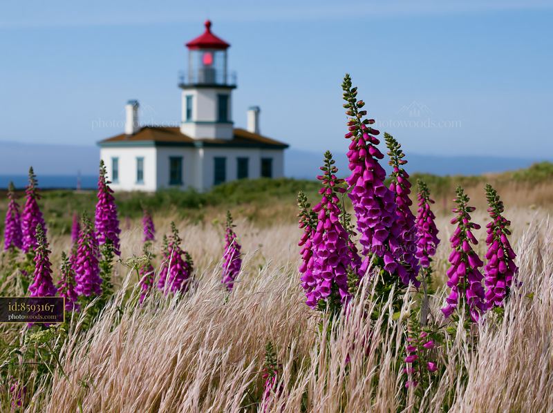 Lighthouse surrounded by spring wildflowers in coastal setting