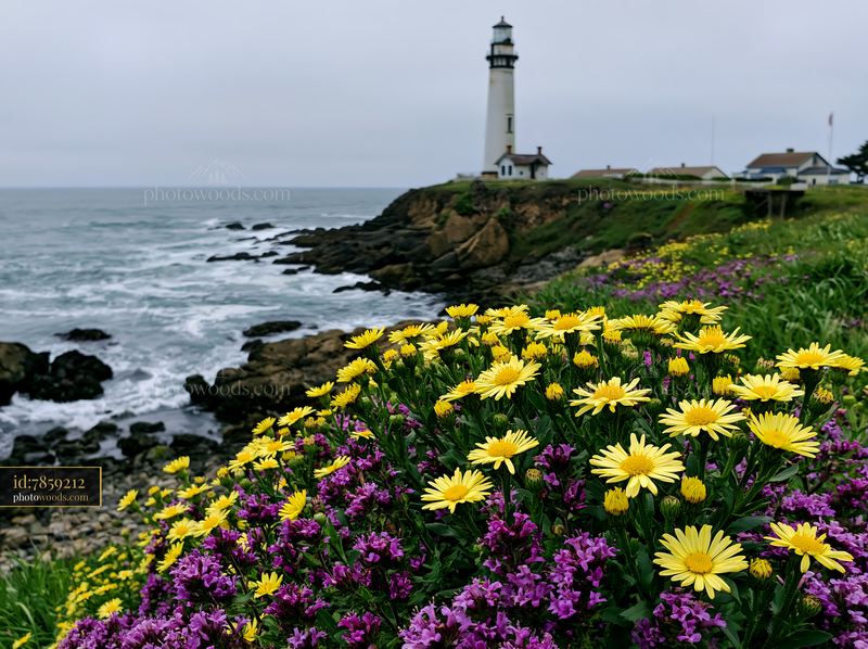 Lighthouse surrounded by spring wildflowers near the shore