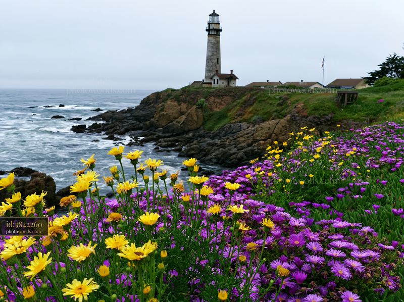 Lighthouse surrounded by wildflowers on a rocky coastline