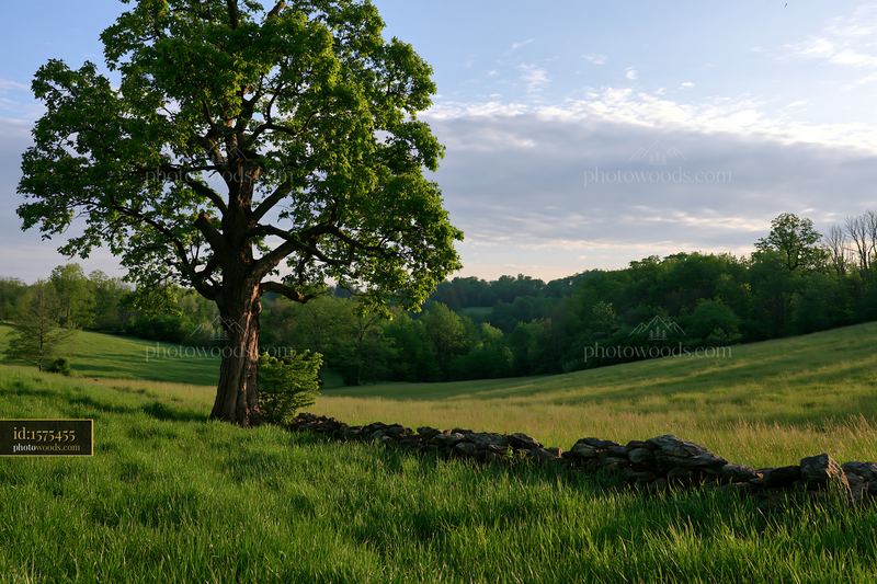 Lone tree standing in a green meadow with rocky wall
