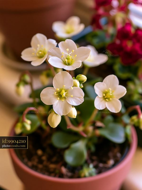 Macro photographer photographing a flower in a home setting