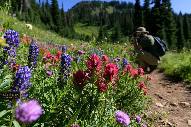 Man photographing meadow flowers in a colorful wildflower field