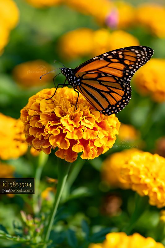 Monarch butterfly on vibrant marigold flower bed