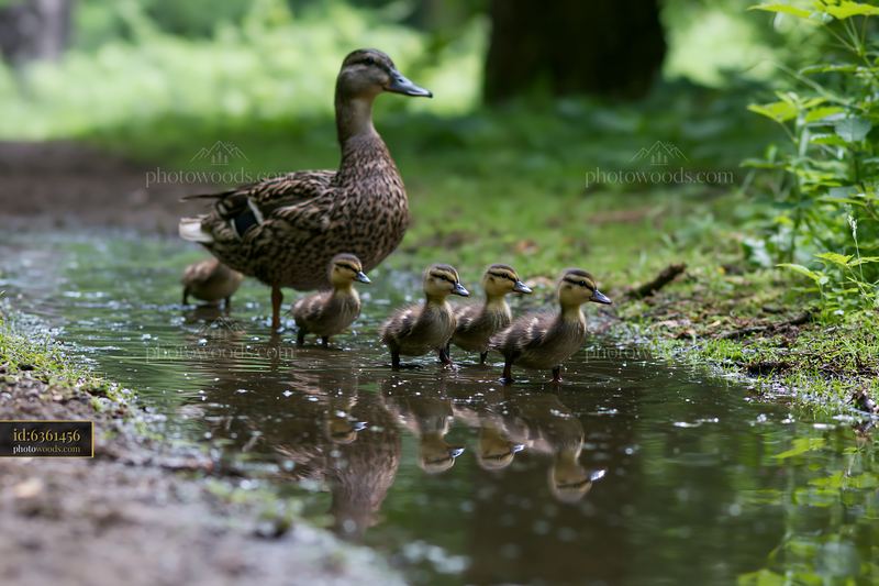 Duck and ducklings walking in shaded meadow in woodland clearing