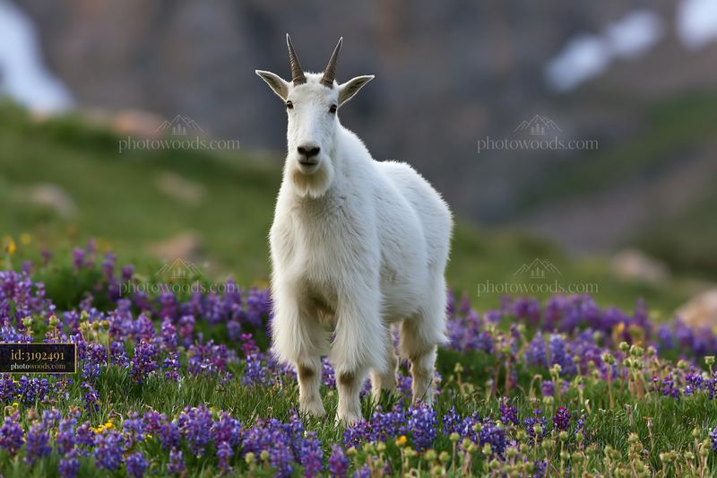 Mountain goat standing in a wildflower meadow below rocky peaks
