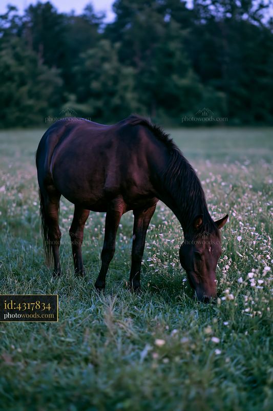 Mustang grazing in a grassy field at dusk