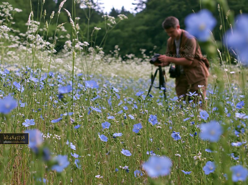Nature photographer capturing images in wildflower meadow