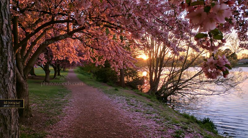 Flowering trees with petals cover a path by the water
