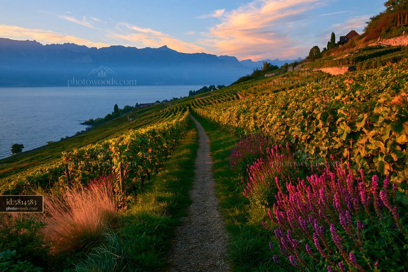 Swiss landscape in golden light with vineyards and mountain view