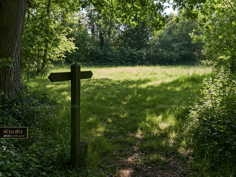Woodland clearing with pathway leading to shaded meadow