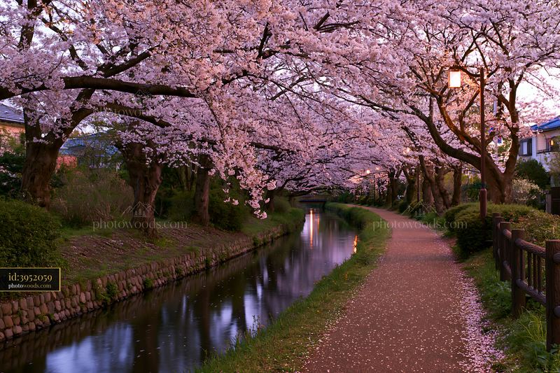 Cherry blossom tunnel in Japan creating a beautiful walkway