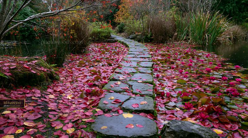 Water lily pond in autumn with colorful leaves on pathway