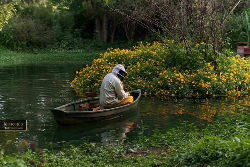 Fishing near an island covered with nasturtiums
