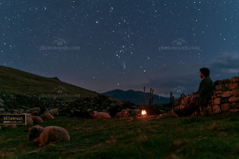 Starry night with person watching the sky and sheep nearby