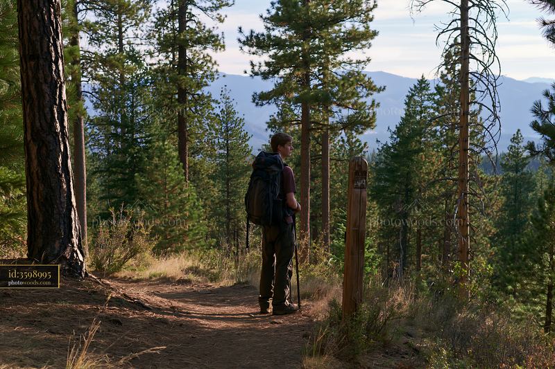 Hiker in pine forest overlooking mountain range