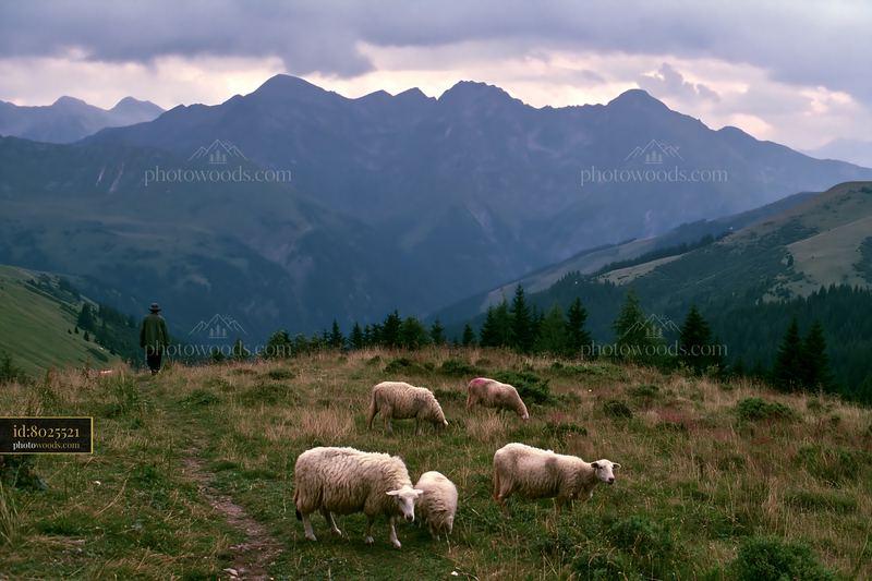 Thunderstorm over mountain range with sheep grazing in foreground