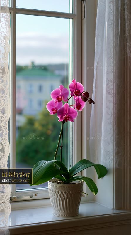 Orchid plant in a window with light curtains