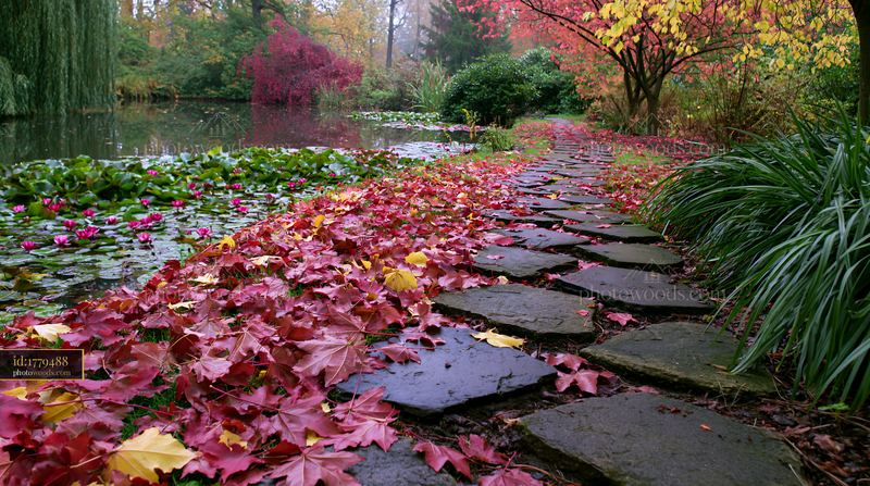 Water lily pond in autumn with colorful leaves and stepping stones