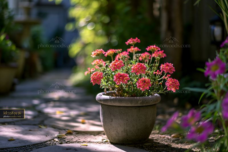Bright verbena flowers in a container on a garden path