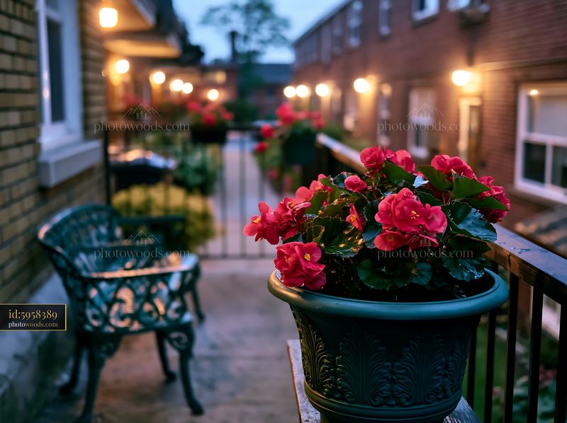 Bright begonia flowers on balcony in evening light