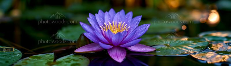 Purple flower floating on water with green lily pads around