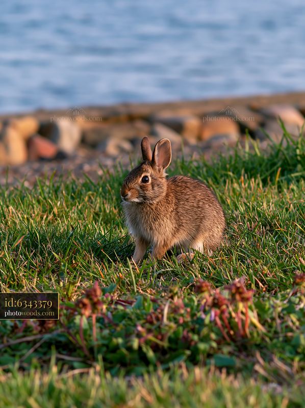 Rabbit grazing in coastal meadow by the water