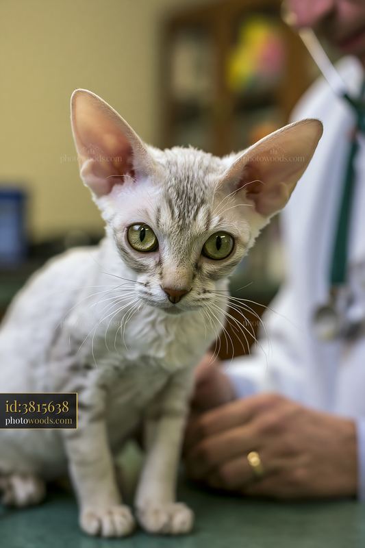 Rare cat breed undergoing veterinary examination in clinic