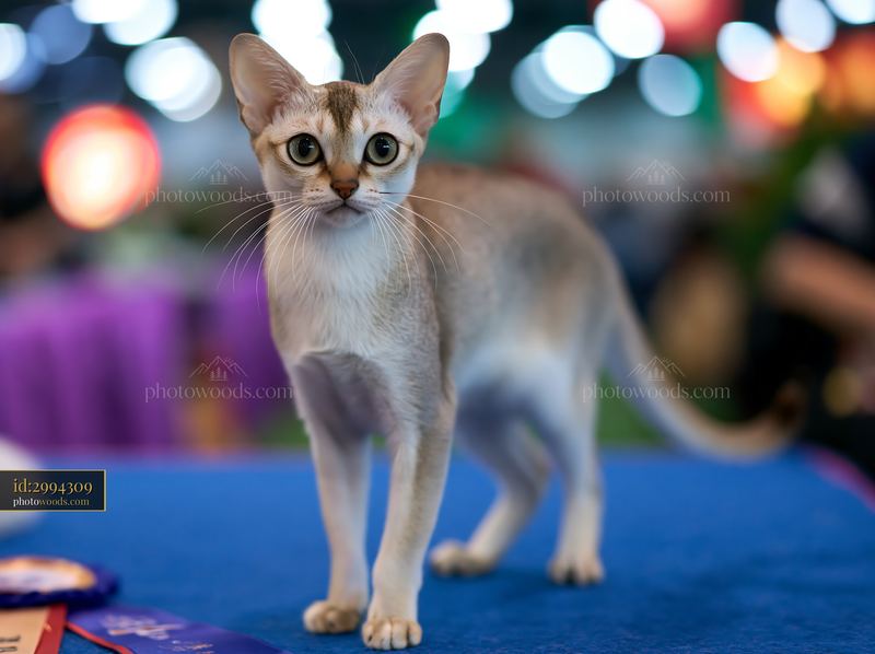 Rare cat breed at a cat show