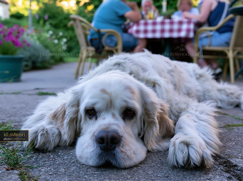 Rare dog breed relaxing at an outdoor café with people nearby
