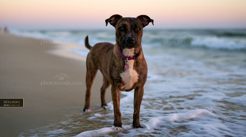 Brindle coat dog standing on the beach near the waves