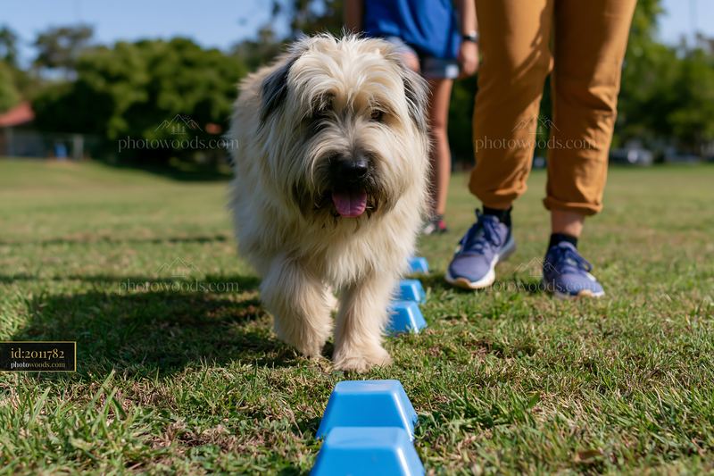 Rare dog breed during obedience training outdoors