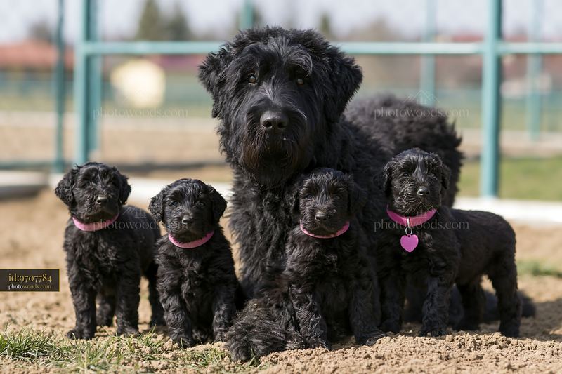 Rare dog breed mother with her four puppies in a sunny outdoor setting