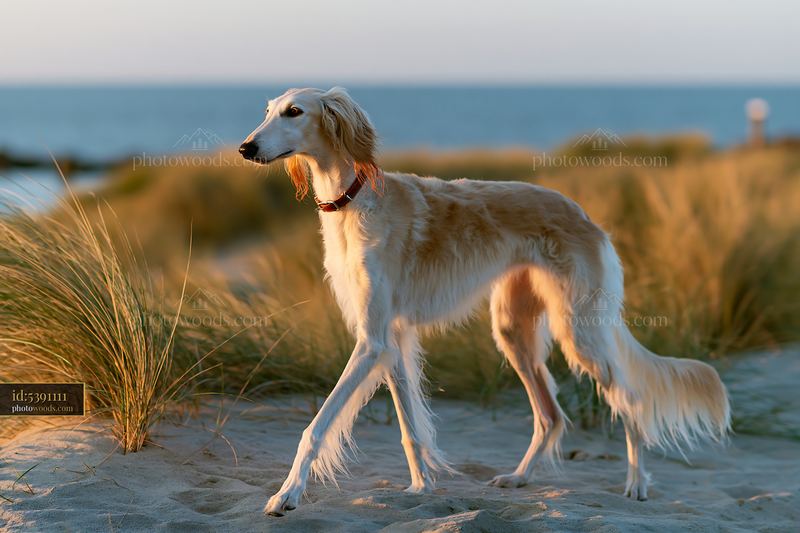 A rare dog breed near seaside walks along the sandy beach with grass in the background.