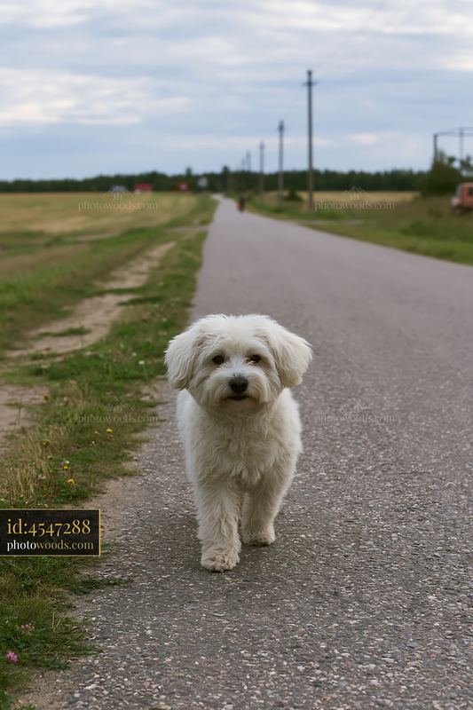 Rare dog breed walking on a rural road during overcast skies