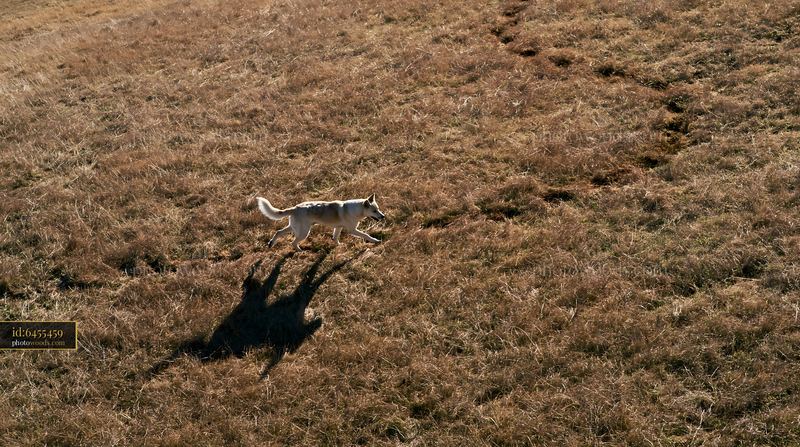 Rare dog breed running on dry grass from above