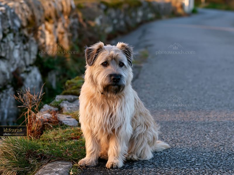 Rare dog breed on rural road during golden hour
