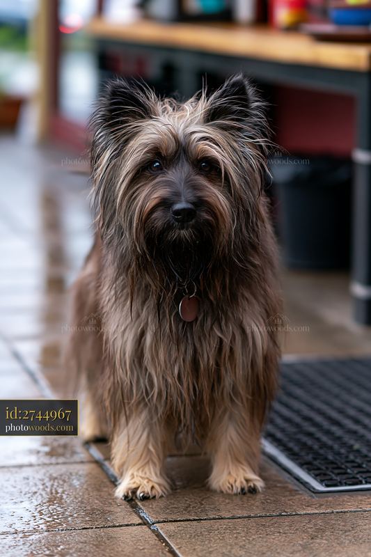 Rare dog breed at outdoor café with friendly atmosphere