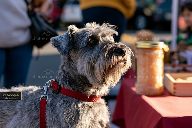 Rare dog breed visiting farmers market with people around