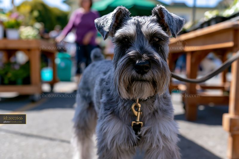 Rare dog breed visiting farmers market with plants and shoppers