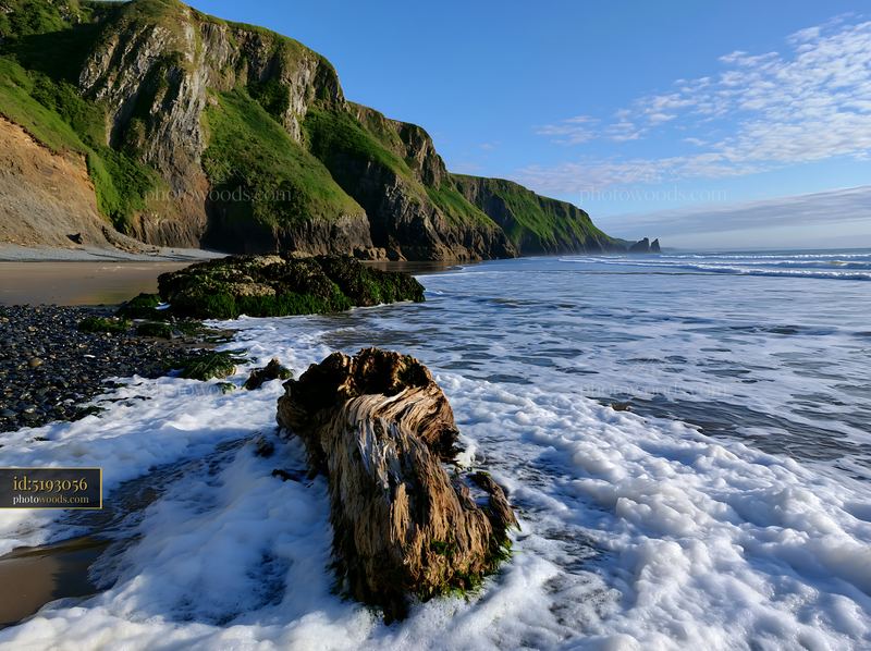 Rare dog breed wearing winter coat by the ocean shore