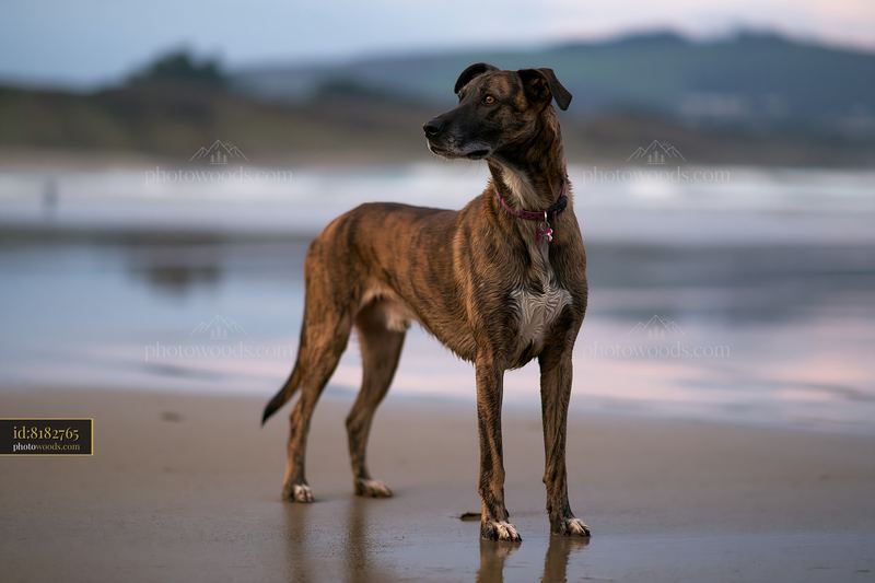 Brindle coat dog standing on the beach at sunset