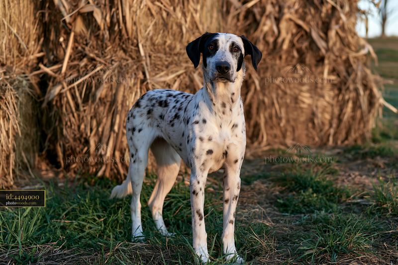 Rare dog breed with spotted coat stands near hay bales