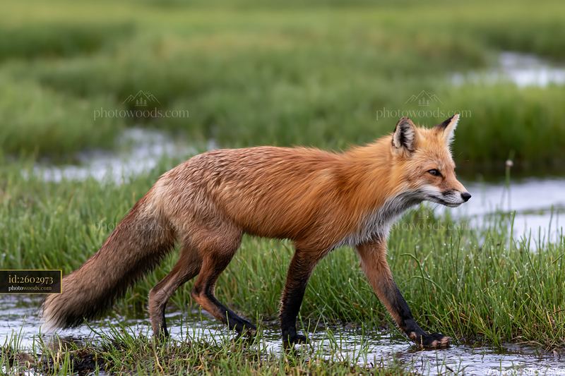 Red fox walking through a salt marsh at the coastline
