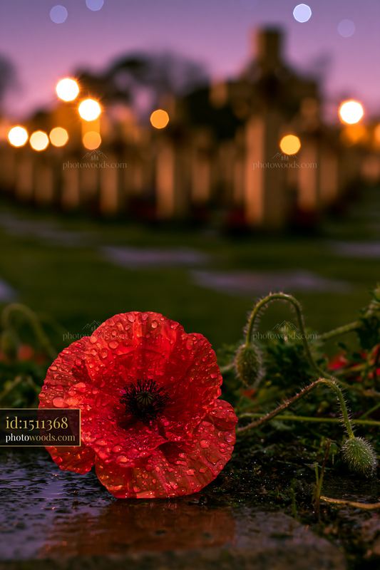 Soldiers' cemetery under a starry night features a red poppy