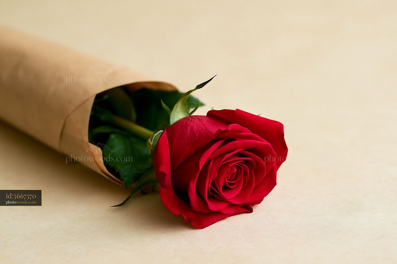 Red rose wrapped in paper on neutral background with copy space