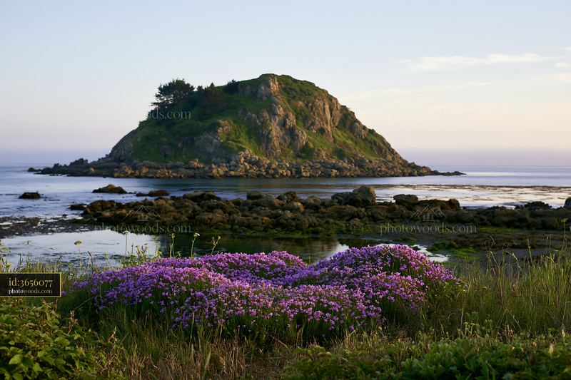 Rocky island with sea lavender near the shore at sunset