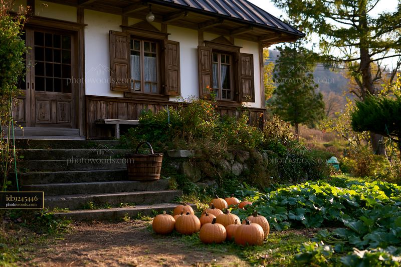 Rustic house with wooden shutters surrounded by pumpkins