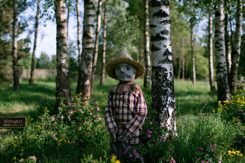 Meadow with a rustic scarecrow near birch trees