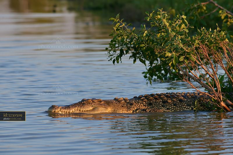 Saltwater crocodile resting in Northern Territory wetland