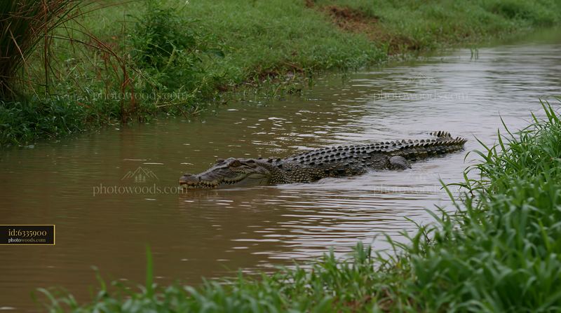 Saltwater crocodile swims through wetland in Northern Territory